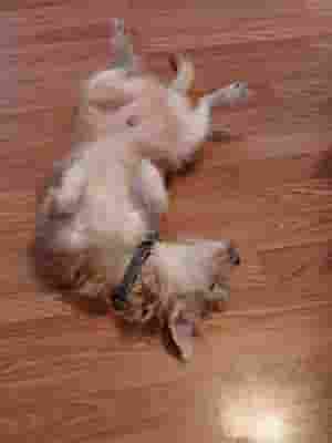silly dog
