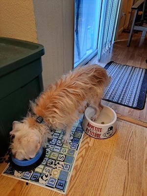 standing in water bowl
