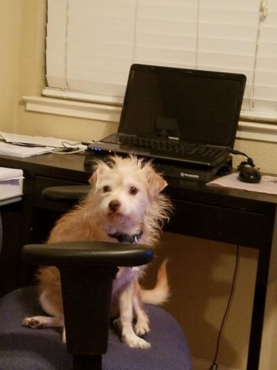 sitting in my office chair